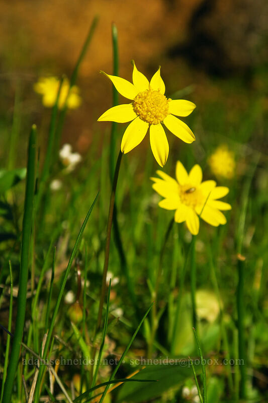 gold stars (Crocidium multicaule) [Old Ranch Road Trail, Gifford Pinchot National Forest, Klickitat County, Washington]