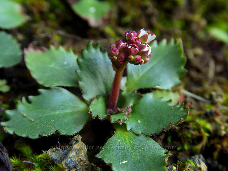 rusty-hair saxifrage, budding (Micranthes rufidula (Saxifraga rufidula)) [Old Ranch Road Trail, Gifford Pinchot National Forest, Klickitat County, Washington]