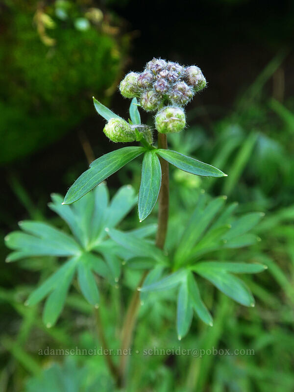 larkspur, budding (Delphinium nuttallianum) [Old Ranch Road Trail, Gifford Pinchot National Forest, Klickitat County, Washington]