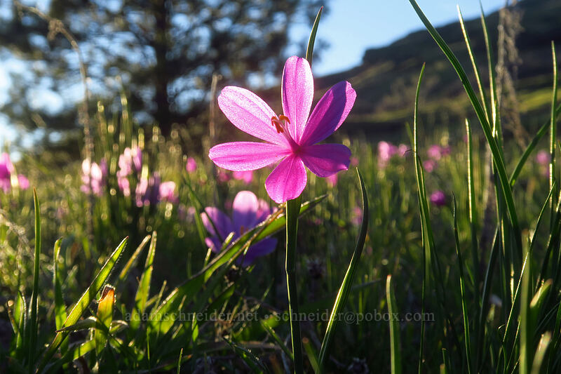 grass widows (Olsynium douglasii) [Old Ranch Road Trail, Gifford Pinchot National Forest, Klickitat County, Washington]