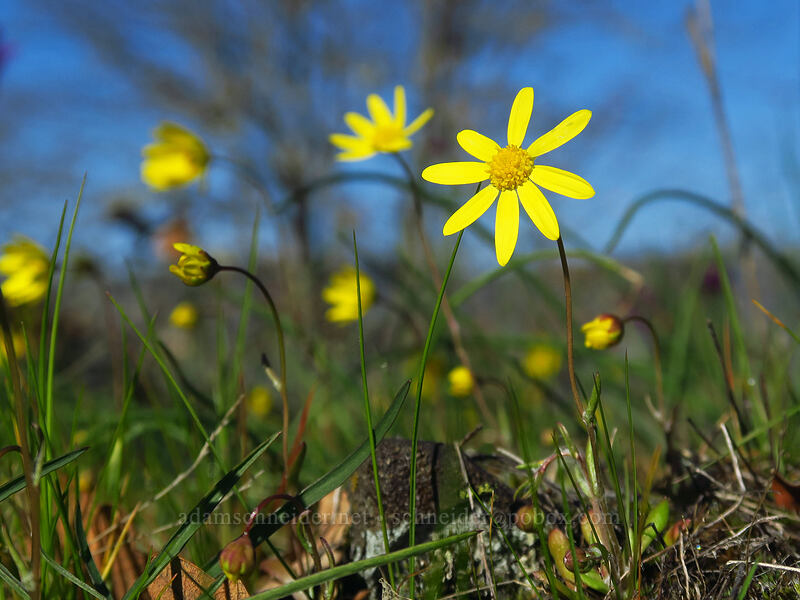 gold stars (Crocidium multicaule) [Memaloose Hills, Wasco County, Oregon]