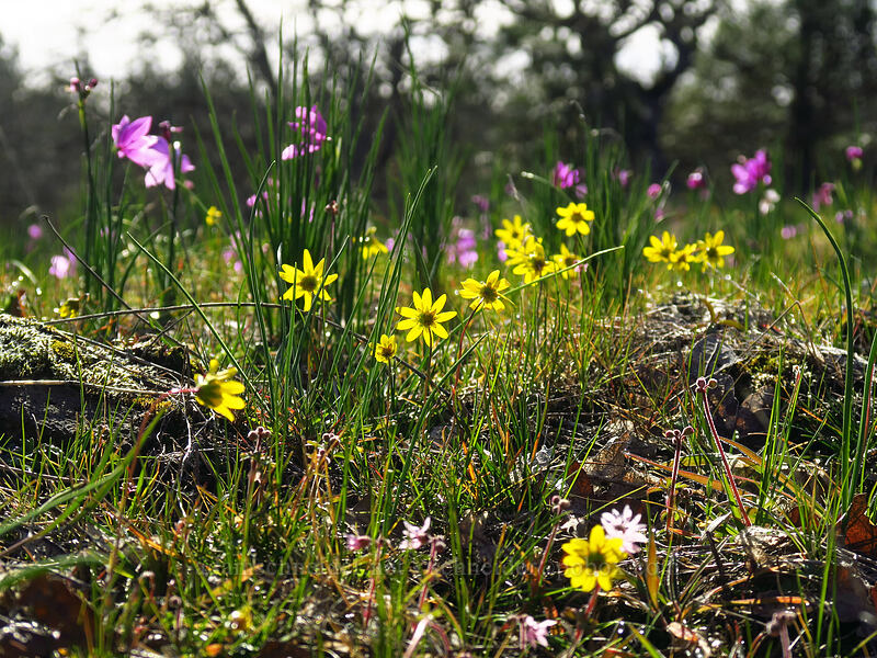 gold stars & grass widows (Crocidium multicaule, Olsynium douglasii) [Memaloose Hills, Wasco County, Oregon]
