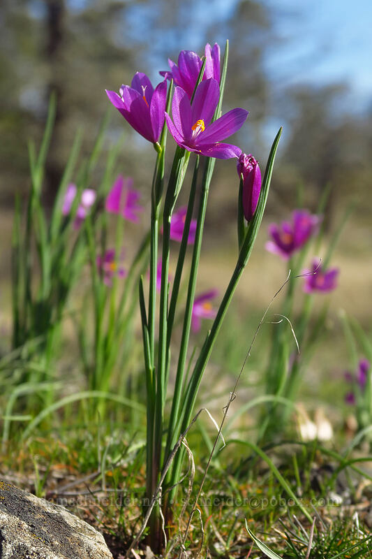 grass widows (Olsynium douglasii) [Memaloose Hills, Wasco County, Oregon]