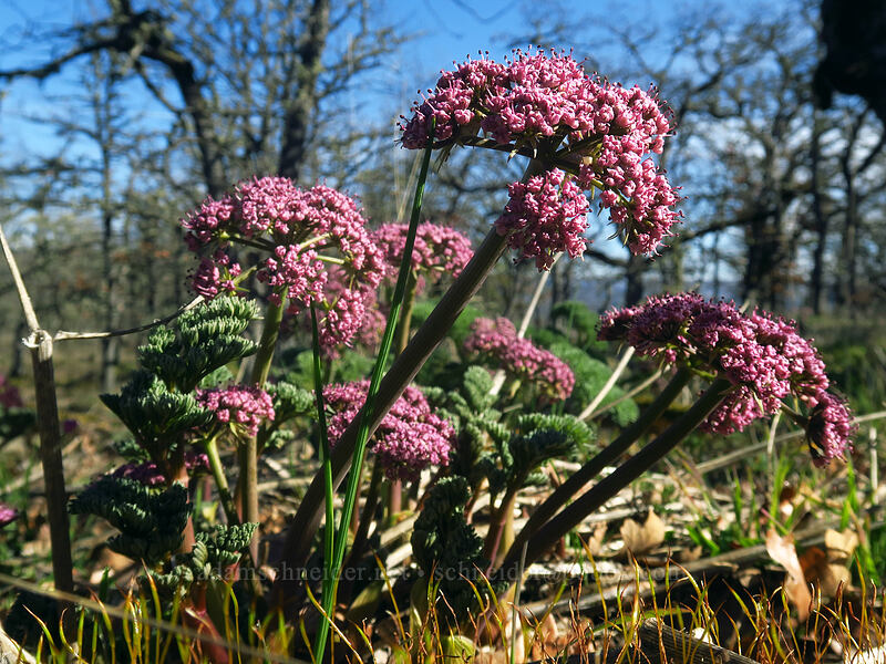 Columbia desert parsley (Lomatium columbianum) [Memaloose Hills, Wasco County, Oregon]