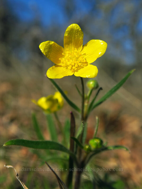 western buttercup (Ranunculus occidentalis) [Memaloose Hills, Wasco County, Oregon]