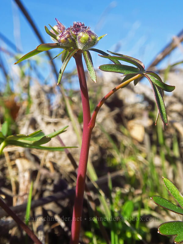 larkspur, budding (Delphinium nuttallianum) [Chatfield Hill, Wasco County, Oregon]