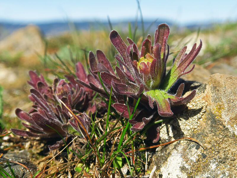 harsh paintbrush, just getting started (Castilleja hispida) [Chatfield Hill, Wasco County, Oregon]