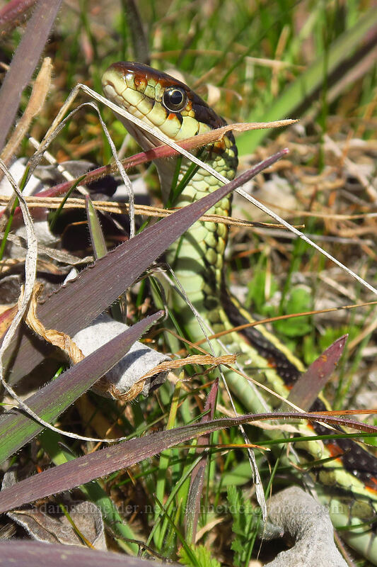 Valley garter snake (Thamnophis sirtalis fitchi) [Chatfield Hill, Wasco County, Oregon]