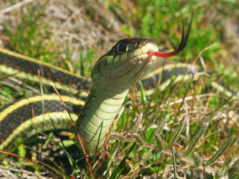 Valley garter snake (Thamnophis sirtalis fitchi) [Chatfield Hill, Wasco County, Oregon]