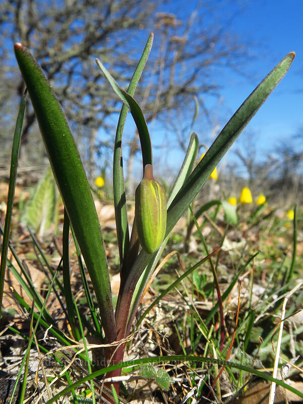 yellow bells, budding (Fritillaria pudica) [Memaloose Hills, Wasco County, Oregon]