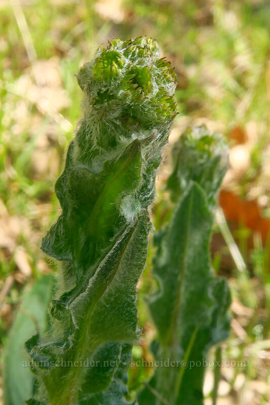 western groundsel, budding (Senecio integerrimus) [Marsh Hill, Wasco County, Oregon]