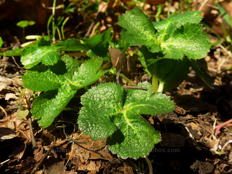 Pacific sanicle (Sanicula crassicaulis) [Marsh Hill, Wasco County, Oregon]
