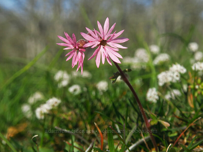 prairie stars (Lithophragma glabrum) [Memaloose Hills, Wasco County, Oregon]