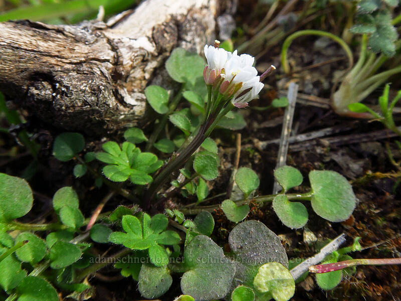 hairy bitter-cress (Cardamine hirsuta) [Memaloose Hills, Wasco County, Oregon]