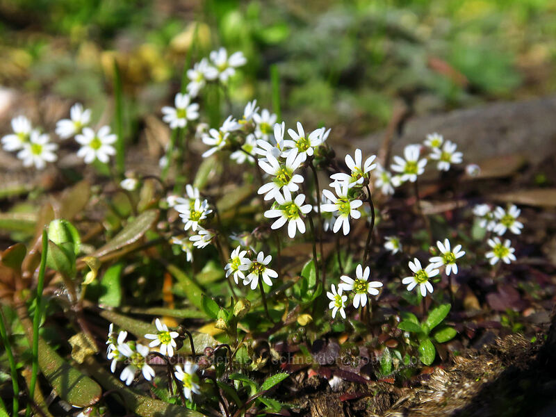spring draba (Draba verna) [Memaloose Overlook, Wasco County, Oregon]