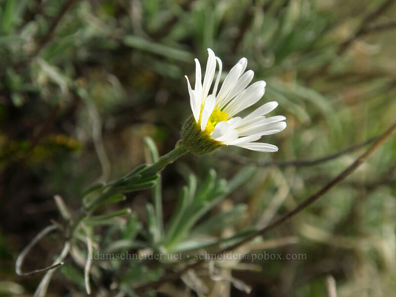 thread-leaf fleabane (Erigeron filifolius) [Horsethief Butte, Columbia Hills State Park, Klickitat County, Washington]