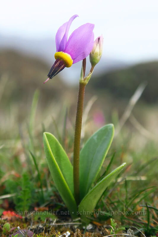 desert shooting star (Dodecatheon conjugens (Primula conjugens)) [Horsethief Butte, Columbia Hills State Park, Klickitat County, Washington]