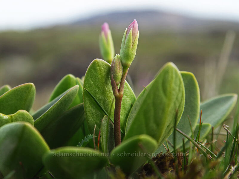 desert shooting stars, budding (Dodecatheon conjugens (Primula conjugens)) [Horsethief Butte, Columbia Hills State Park, Klickitat County, Washington]