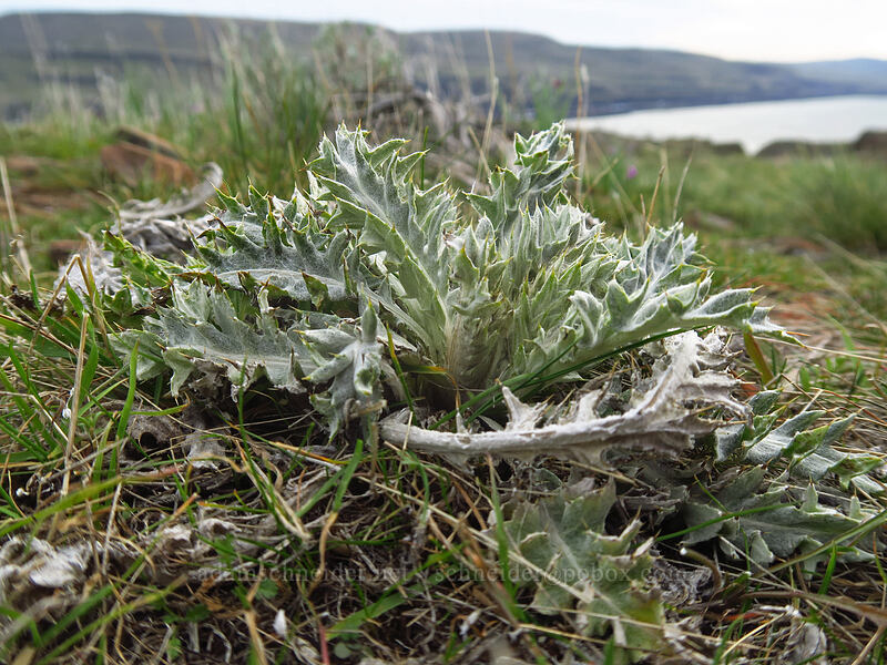 wavy-leaf thistle leaves (Cirsium undulatum) [Horsethief Butte, Columbia Hills State Park, Klickitat County, Washington]