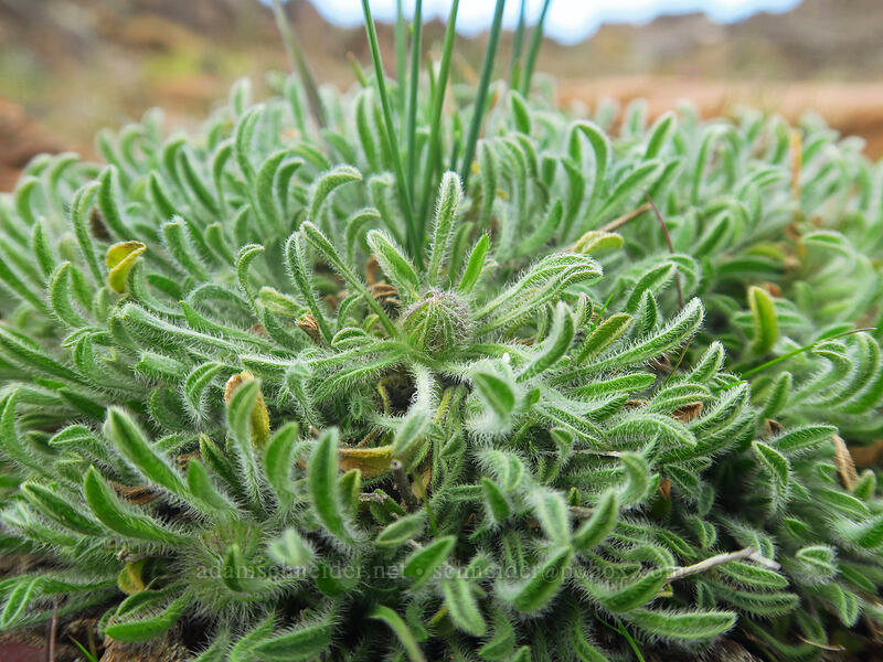 cushion fleabane, budding (Erigeron poliospermus) [Horsethief Butte, Columbia Hills State Park, Klickitat County, Washington]