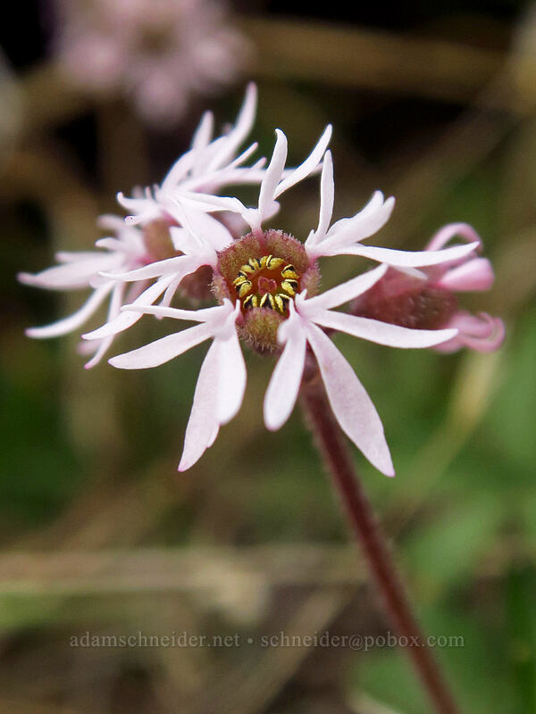 prairie stars (Lithophragma glabrum) [Horsethief Butte, Columbia Hills State Park, Klickitat County, Washington]