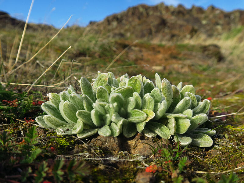 cotton-batting plant (Pseudognaphalium stramineum (Gnaphalium stramineum)) [Horsethief Butte, Columbia Hills State Park, Klickitat County, Washington]
