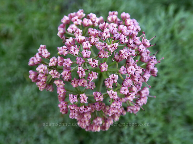 Columbia desert parsley (Lomatium columbianum) [Lyle Cherry Orchard Trail, Klickitat County, Washington]