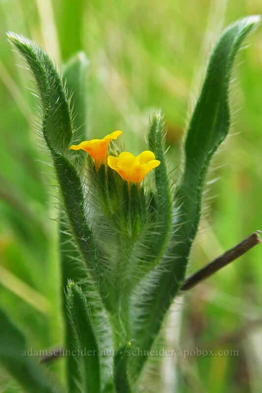 fiddleneck (Amsinckia menziesii) [Lyle Convict Road, Klickitat County, Washington]