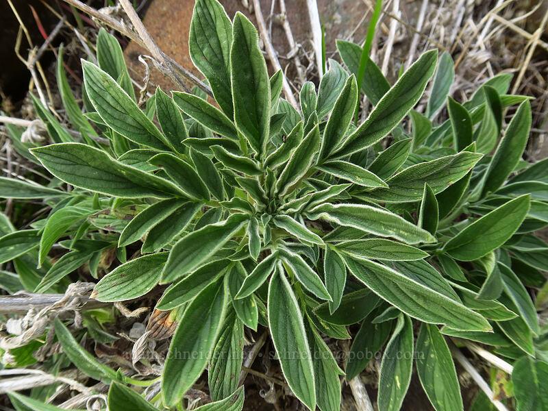 phacelia basal leaf rosette (Phacelia sp.) [Lyle Convict Road, Klickitat County, Washington]