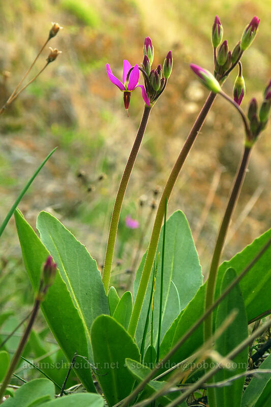 poet's shooting stars (Dodecatheon poeticum (Primula poetica)) [east of Lyle, Klickitat County, Washington]
