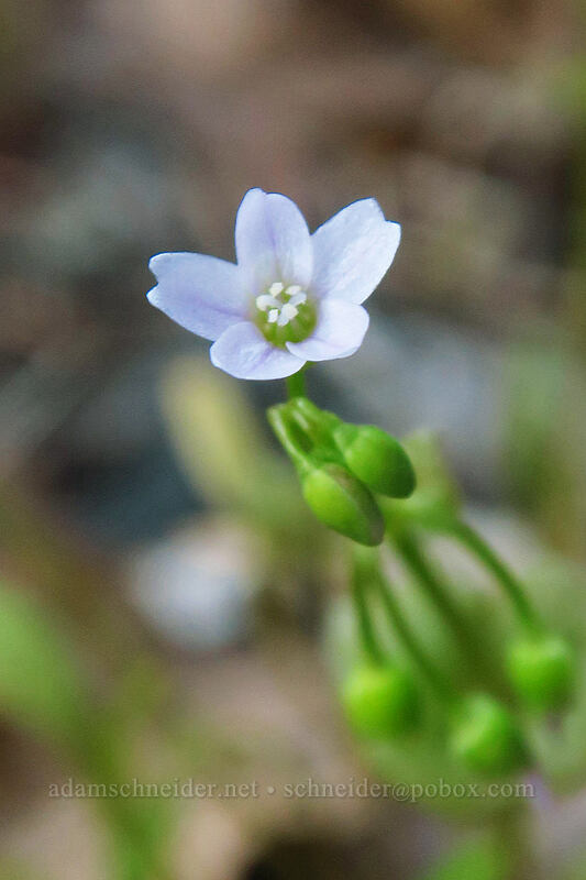 narrow-leaf miner's lettuce (Claytonia parviflora (Montia parviflora)) [Lyle Cherry Orchard Trail, Klickitat County, Washington]