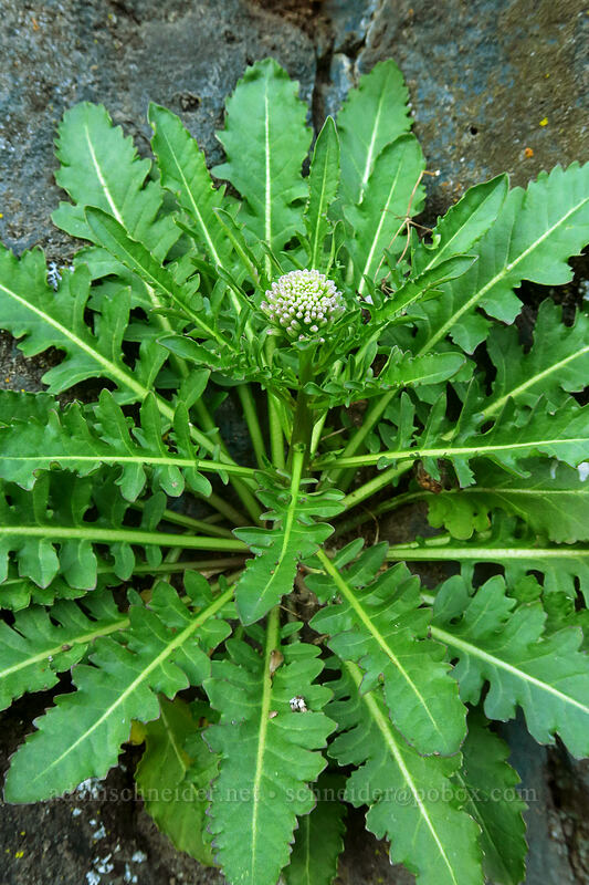 cut-leaf thelypody, budding (Thelypodium laciniatum) [Lyle Cherry Orchard Trailhead, Klickitat County, Washington]