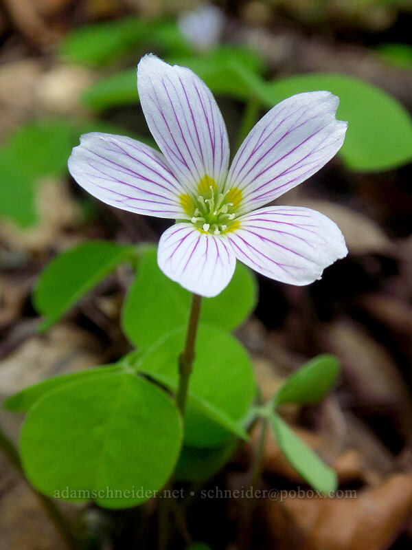 redwood sorrel (Oxalis oregana) [Archer Mountain, Gifford Pinchot National Forest, Skamania County, Washington]