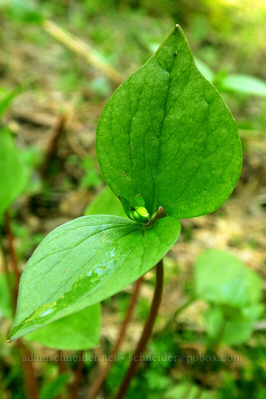 candy flower, budding (Claytonia sibirica (Montia sibirica)) [Archer Mountain, Gifford Pinchot National Forest, Skamania County, Washington]