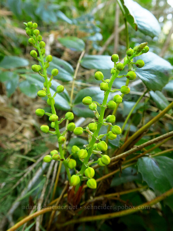 Cascade Oregon-grape, budding (Mahonia nervosa (Berberis nervosa)) [Archer Mountain, Gifford Pinchot National Forest, Skamania County, Washington]