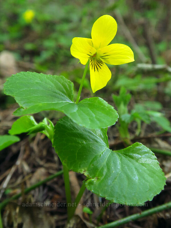 pioneer violet (Viola glabella) [Archer Mountain, Gifford Pinchot National Forest, Skamania County, Washington]