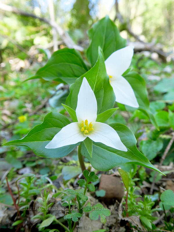 western trillium (Trillium ovatum) [Archer Mountain, Gifford Pinchot National Forest, Skamania County, Washington]