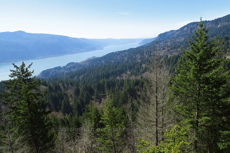 Columbia River [Archer Mountain, Gifford Pinchot National Forest, Skamania County, Washington]