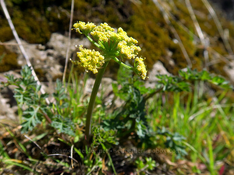 Cascade desert parsley (Lomatium martindalei) [Archer Mountain, Gifford Pinchot National Forest, Skamania County, Washington]