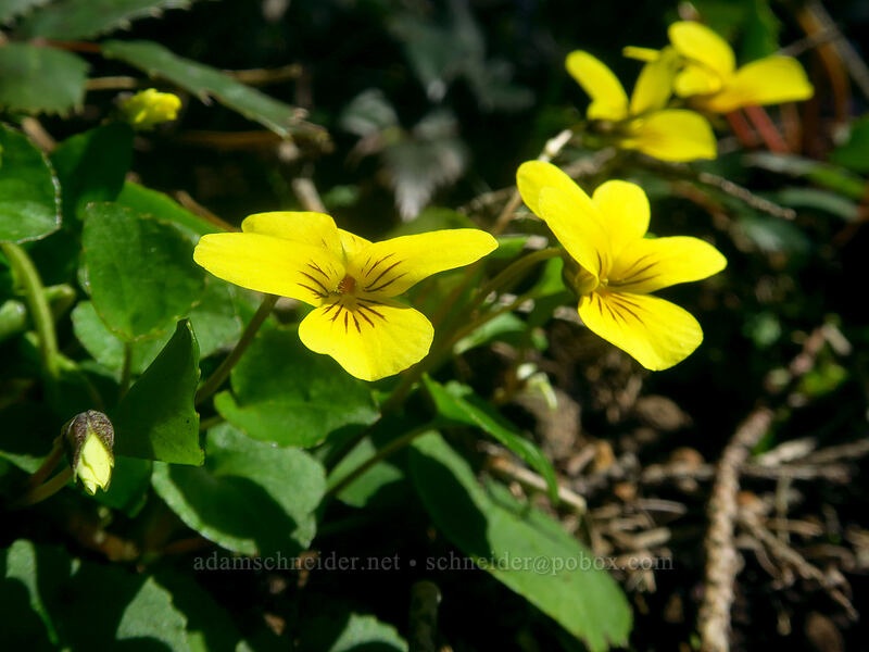 evergreen violet (Viola sempervirens) [Archer Mountain, Gifford Pinchot National Forest, Skamania County, Washington]