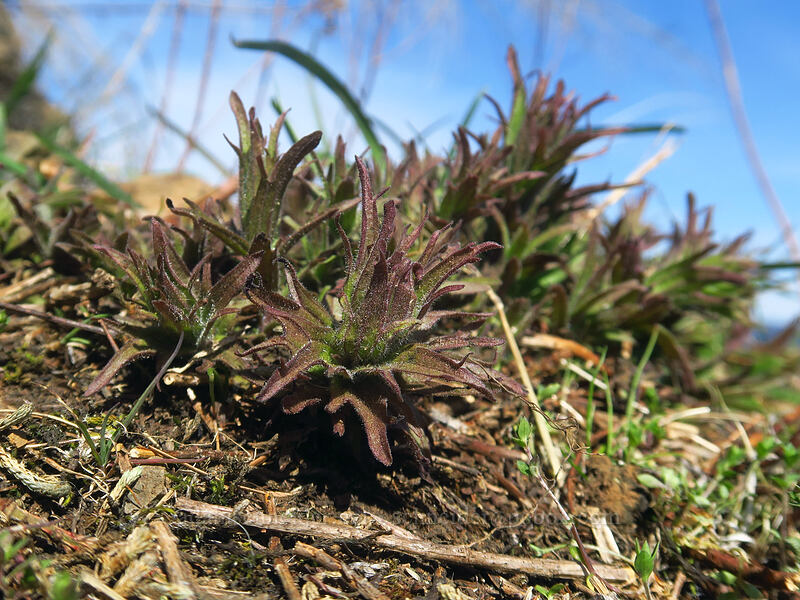 harsh paintbrush leaves (Castilleja hispida) [Archer Mountain, Gifford Pinchot National Forest, Skamania County, Washington]