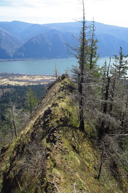 Arrow Point [Archer Mountain, Gifford Pinchot National Forest, Skamania County, Washington]