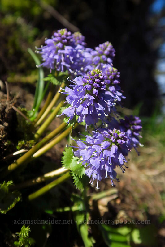 Columbia kittentails (Synthyris missurica ssp. stellata (Veronica missurica ssp. stellata)) [Archer Mountain, Gifford Pinchot National Forest, Skamania County, Washington]