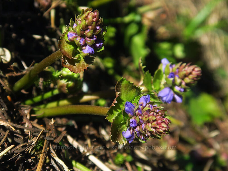 Columbia kittentails, budding (Synthyris missurica ssp. stellata (Veronica missurica ssp. stellata)) [Archer Mountain, Gifford Pinchot National Forest, Skamania County, Washington]