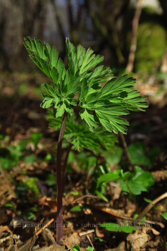 bleeding-heart shoot (Dicentra formosa) [Archer Mountain, Gifford Pinchot National Forest, Skamania County, Washington]