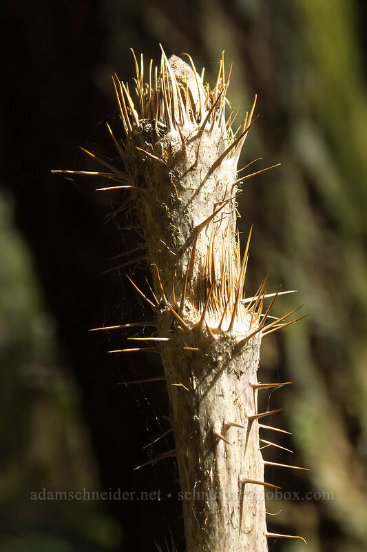 devil's club (Oplopanax horridus) [Archer Mountain, Gifford Pinchot National Forest, Skamania County, Washington]