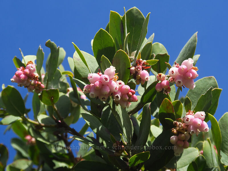 hairy manzanita (Columbia manzanita) (Arctostaphylos columbiana) [Archer Mountain, Gifford Pinchot National Forest, Skamania County, Washington]