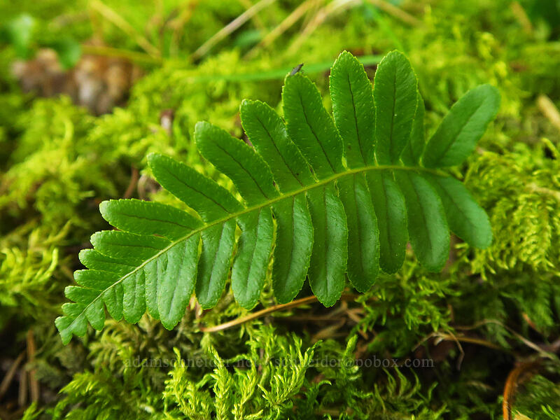 licorice fern (Polypodium glycyrrhiza) [Archer Mountain, Gifford Pinchot National Forest, Skamania County, Washington]