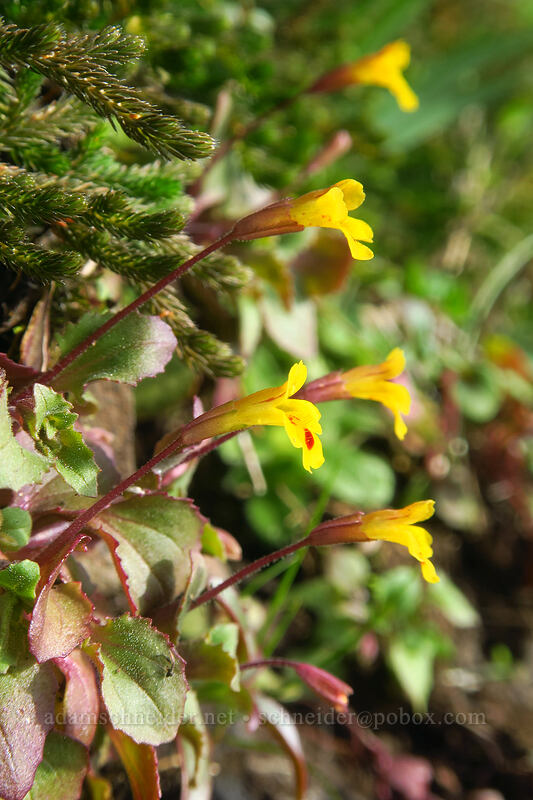 chickweed monkeyflower (Erythranthe alsinoides (Mimulus alsinoides)) [Archer Mountain, Gifford Pinchot National Forest, Skamania County, Washington]