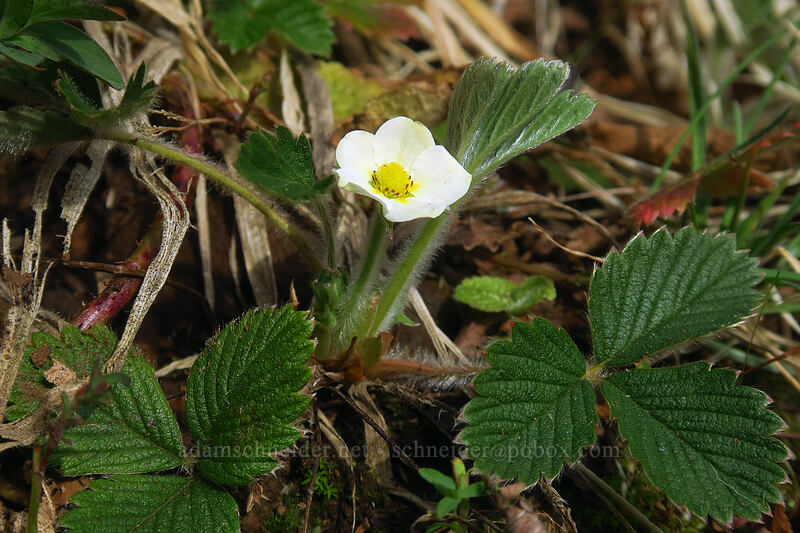 wild strawberry (Fragaria vesca) [Archer Mountain, Gifford Pinchot National Forest, Skamania County, Washington]